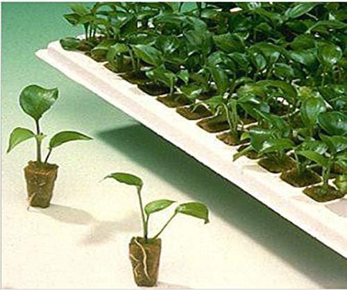 Rockwool grow cubes for plant propagation — photo 3