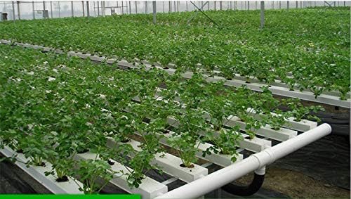 Rockwool grow cubes for plant propagation — photo 5