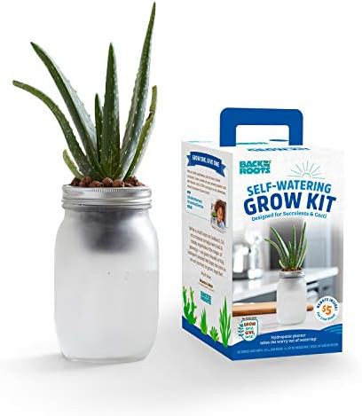 Glass self watering planters for succulents