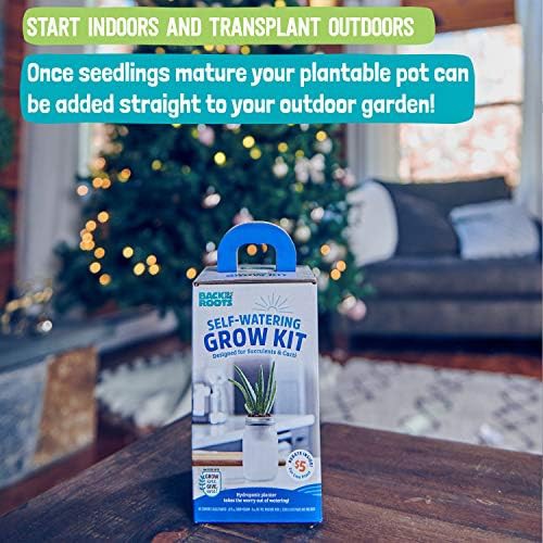 Glass self watering planters for succulents — photo 4