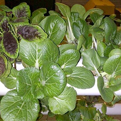 Two layer fifty four site growing system — photo 5