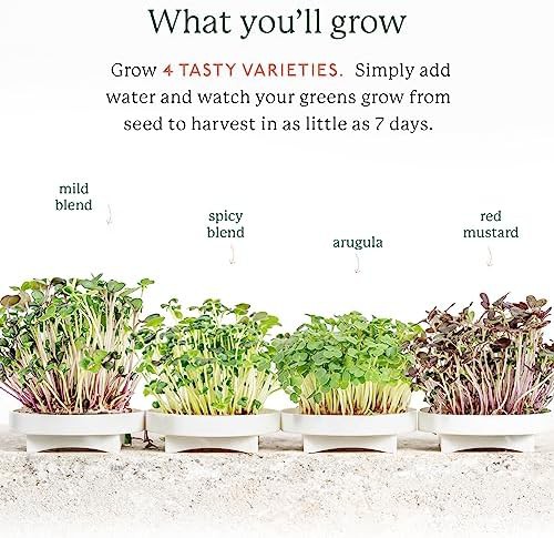 Indoor herb and microgreens growing kit — photo 4