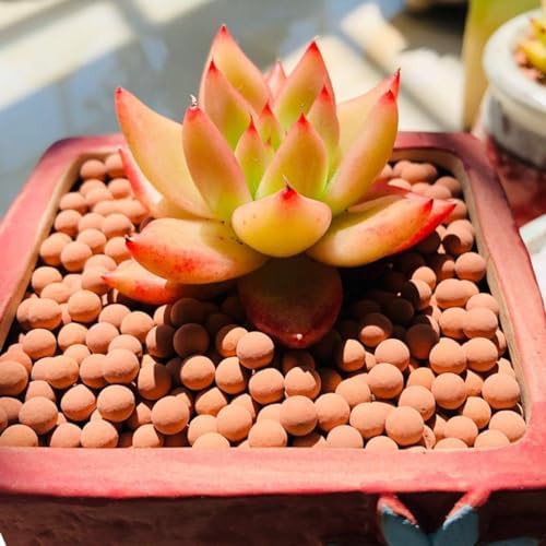 Horticultural Grade Clay Rocks for Hydroponics — photo 3