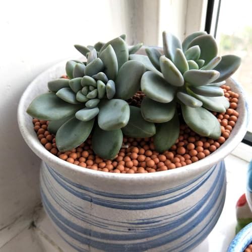 Horticultural Grade Clay Rocks for Hydroponics — photo 4