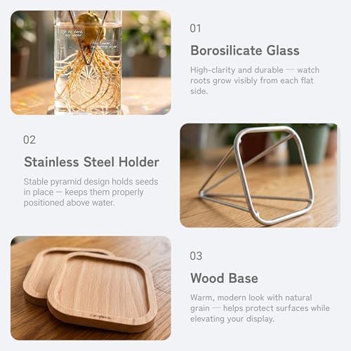 Glass avocado seed propagation vase set — photo 4