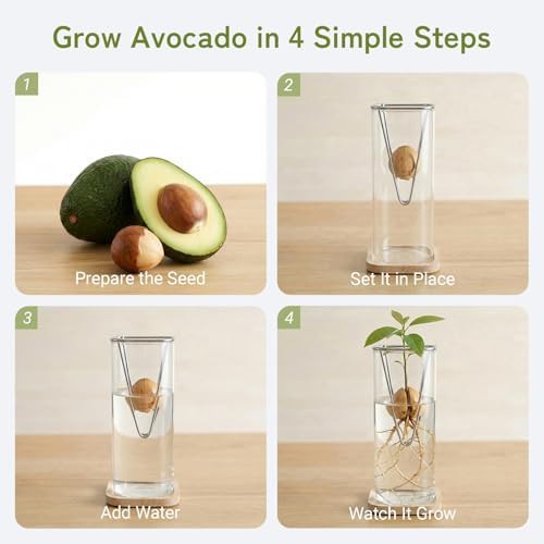 Glass avocado seed propagation vase set — photo 5