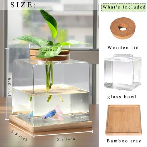 Glass betta bowl with hydroponic planter — photo 4