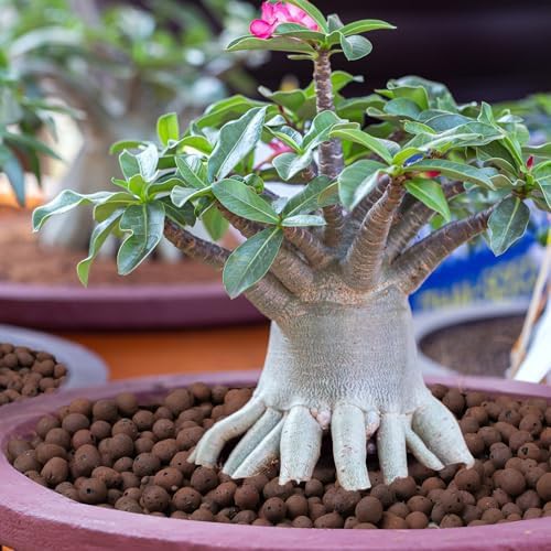 Lightweight clay pebbles for flower pots — photo 4
