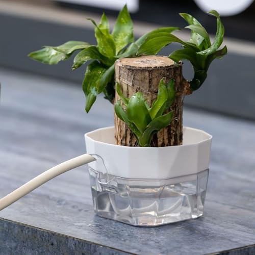 Self watering pots for brazilian wood plants — photo 4