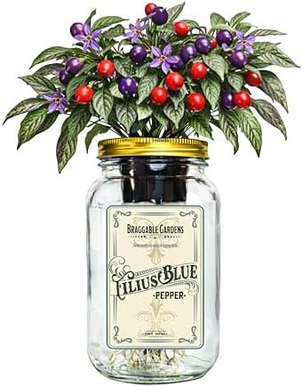 Filius blue pepper mason jar garden