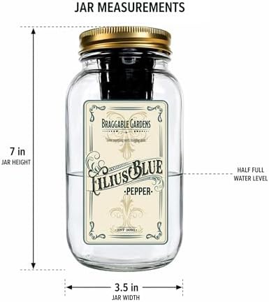 Filius blue pepper mason jar garden — photo 4