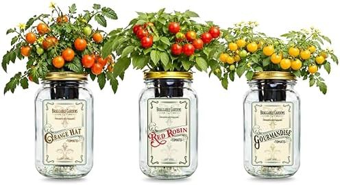 Micro tomato mason jar three pack