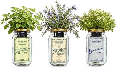 Three pack mason jar herb garden kit